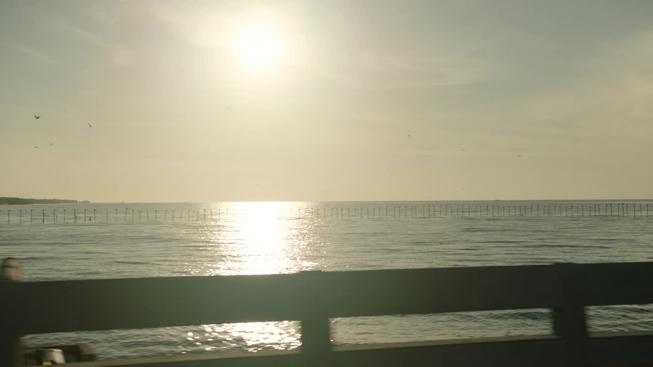 海鸥在海上飞翔视频素材