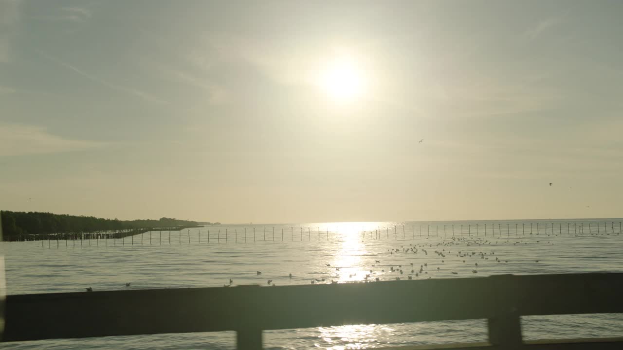 海鸥在海上飞翔视频素材