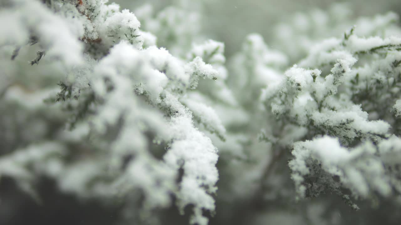 冬季森林。雪落在一棵针叶树的树枝上。视频素材