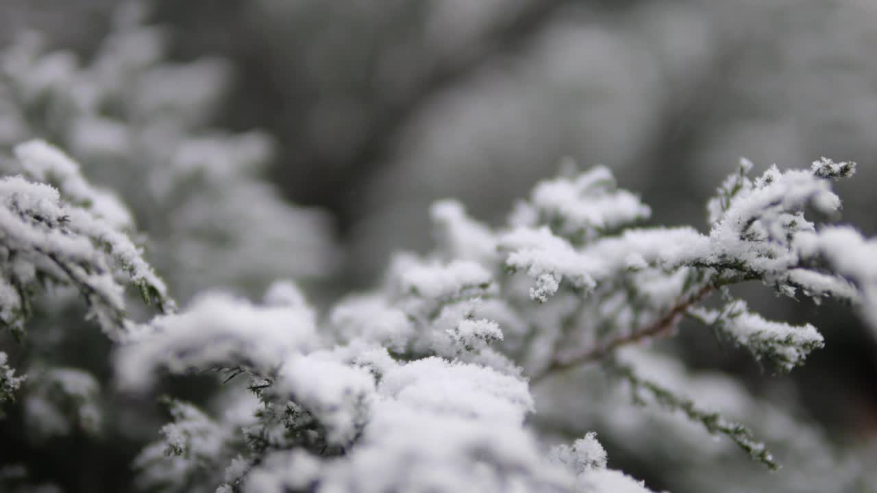 冬季森林。雪落在一棵针叶树的树枝上。视频素材