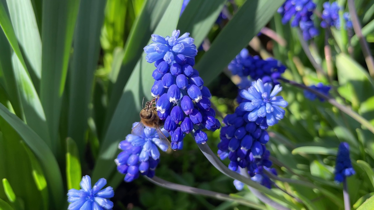 在绿色的大自然中，一只蜜蜂站在蓝色的葡萄风信子上，为花园里的一只肝虫授粉视频素材