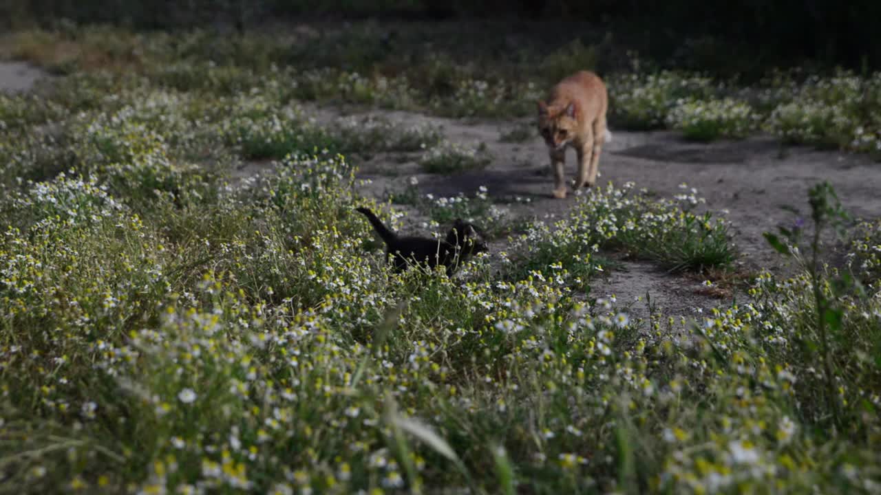 小猫在草地上玩耍视频素材