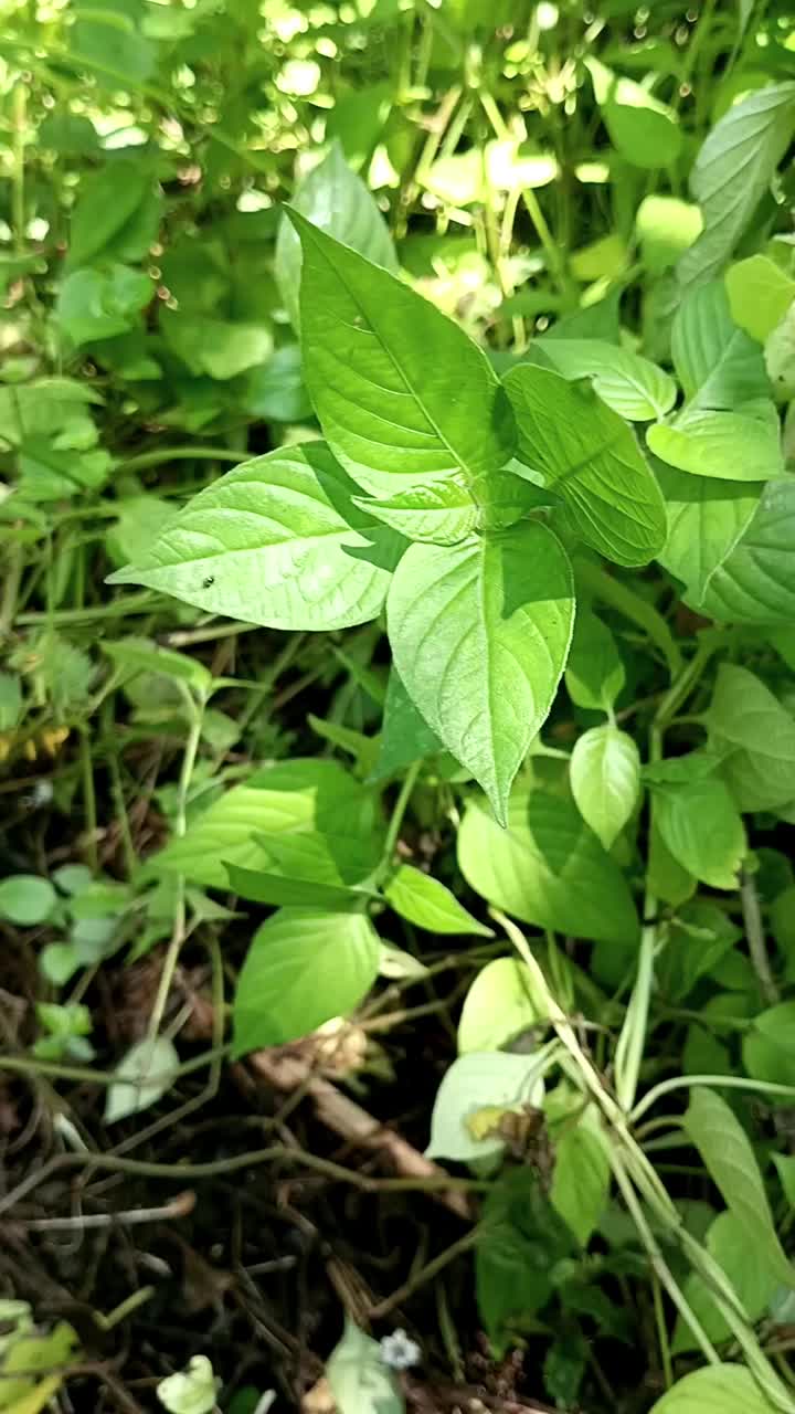 花园里的一株野生植物在风中摇曳。视频素材