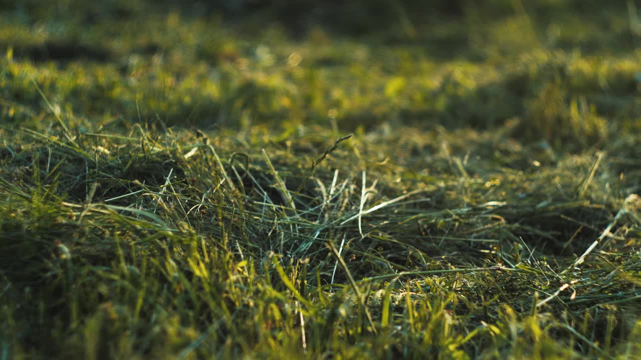 草地上的干草视频下载