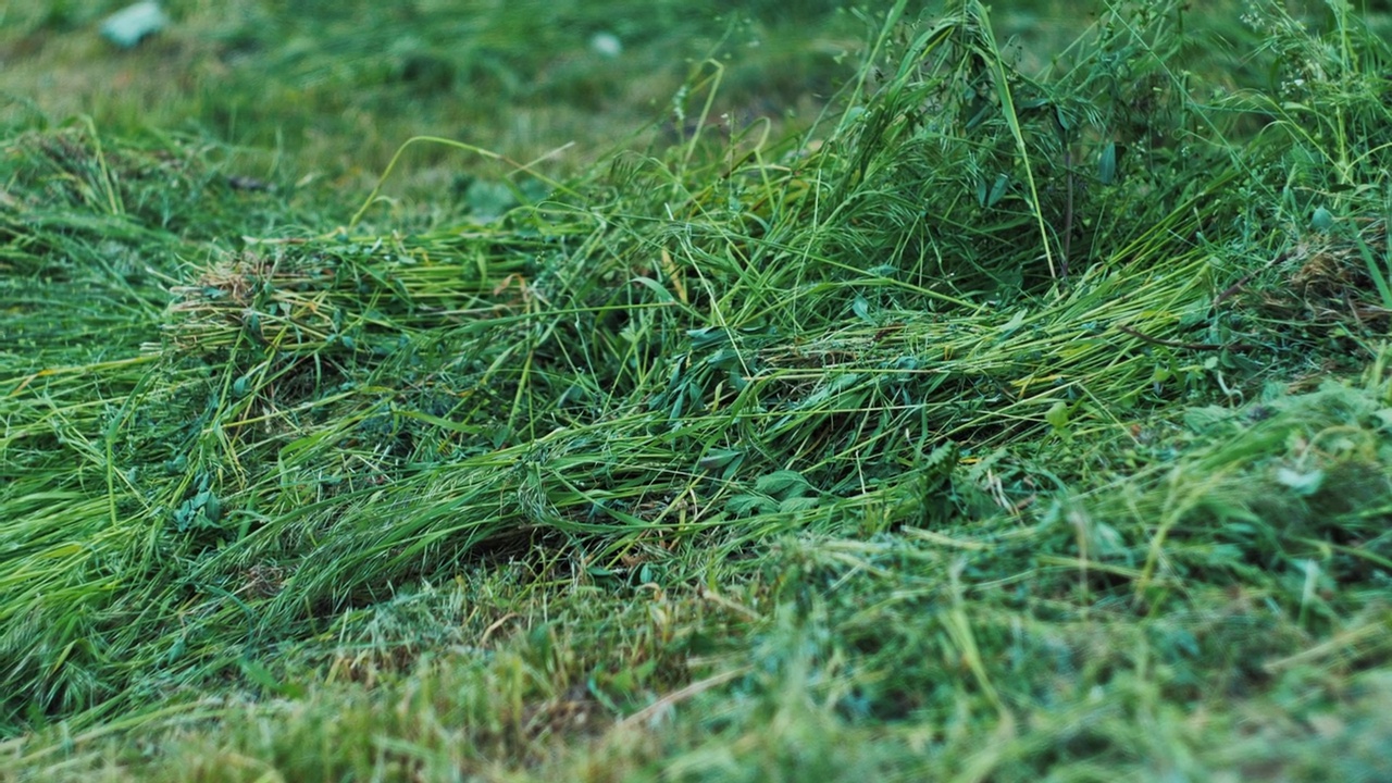 草地上的干草视频下载