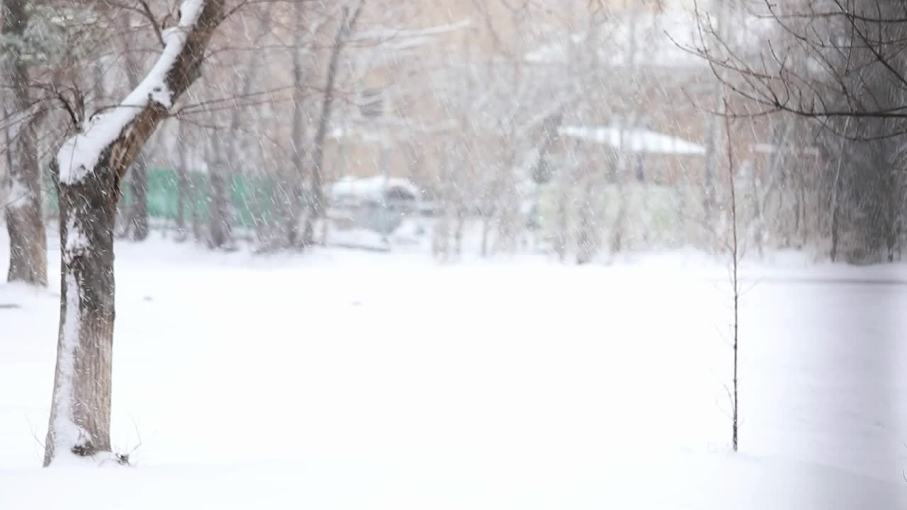 冬天公园里的树下雪了视频素材