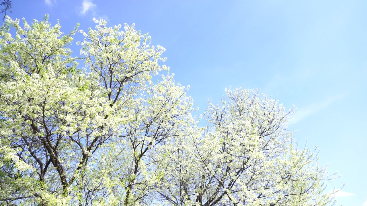 田野上的花在阳光和风的绿色背景上夏天春天开花。绿油油的花丛盛开在花园的草地上。视频素材