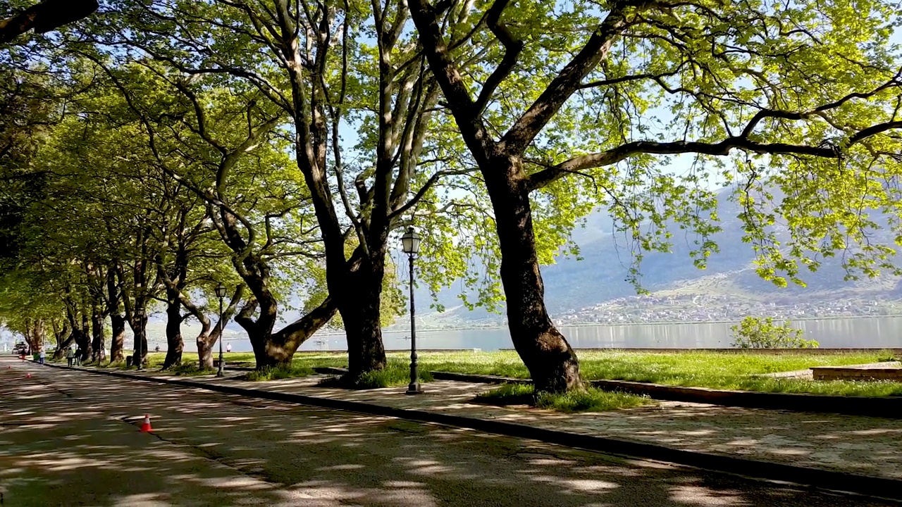 清晨，吉阿尼纳约阿尼纳市湖边长满了绿色的巨大的梧桐树视频下载