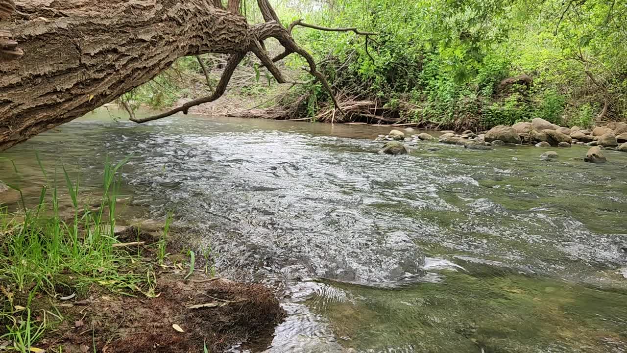 水在一条美丽的河流中流动，有许多植物视频素材