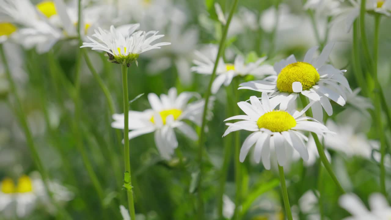 花园里的花视频素材