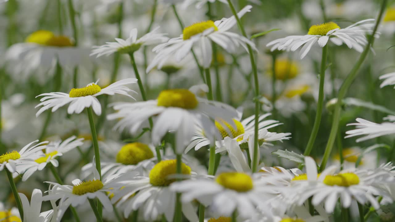 花园里的花视频素材