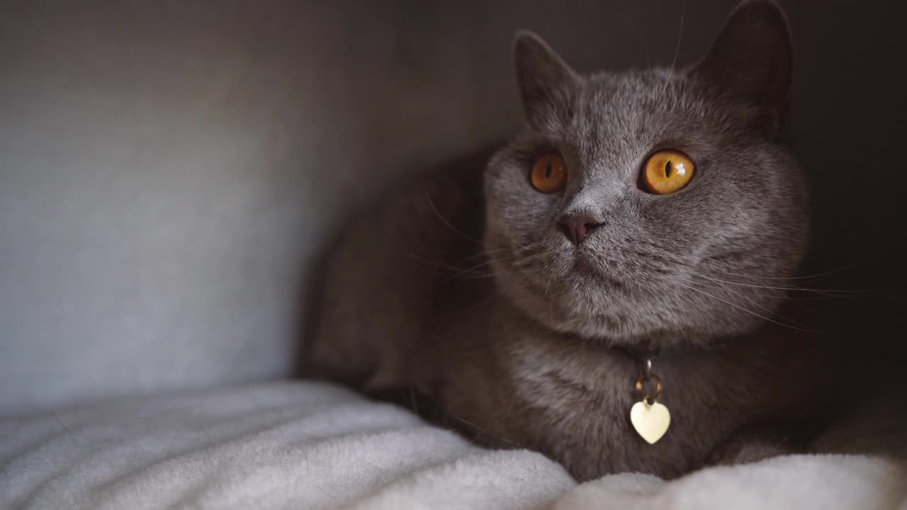 那只猫正坐在猫屋里视频下载