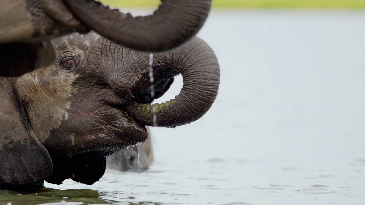 一只非洲丛林象(Loxodonta africana)在河里喝水的特写。博茨瓦纳，南非视频素材