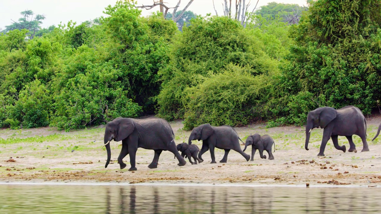 一群非洲象(Loxodonta africana)走向河边喝水。博茨瓦纳，南非视频素材