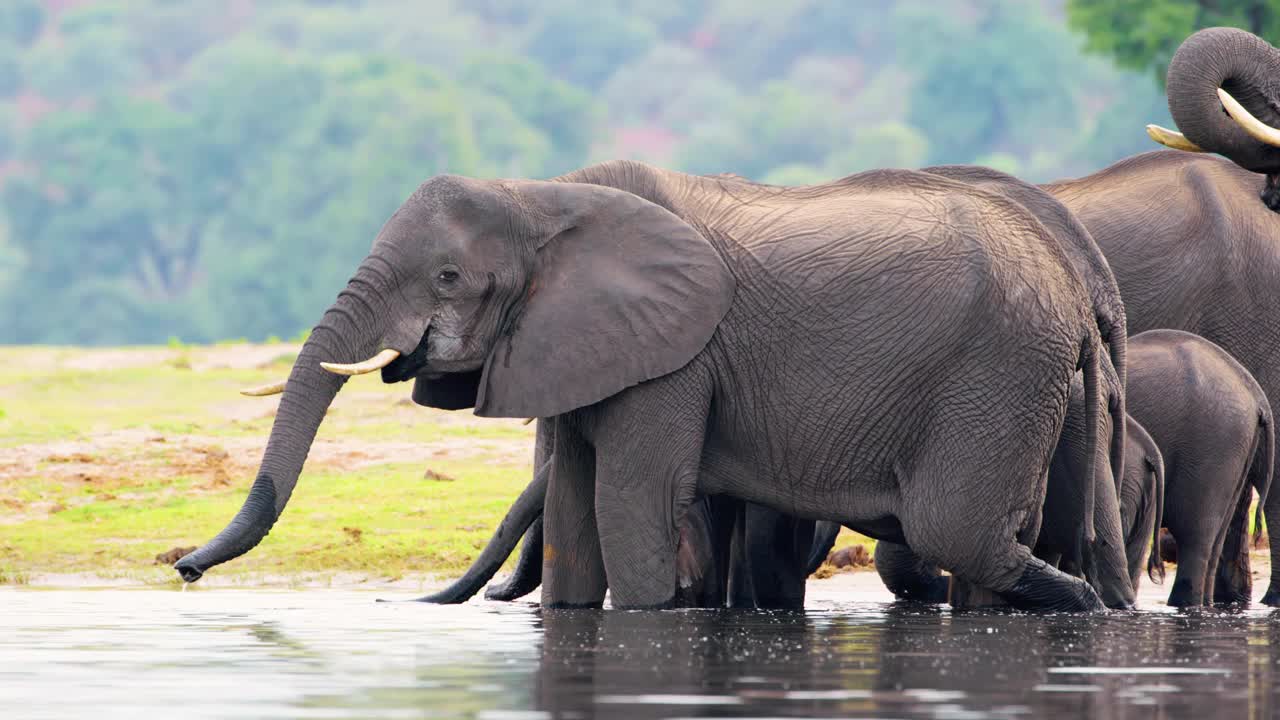 近距离拍摄一小群非洲象(Loxodonta africana)从南非博茨瓦纳的乔贝河饮水视频素材