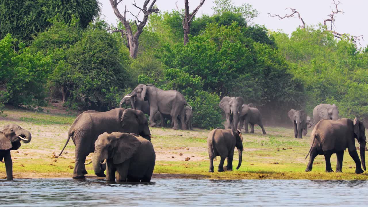 一群非洲象(Loxodonta africana)冲向河流。博茨瓦纳，南非视频素材