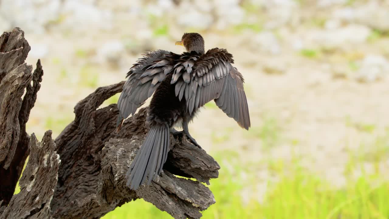 一只白色胸鸬鹚(Phalacrocorax lucidus)正在转动脖子。视频素材