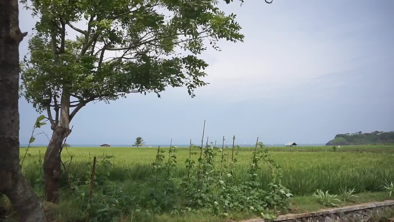 美丽的旅程，绿色的稻田，美丽的自然山景视频素材