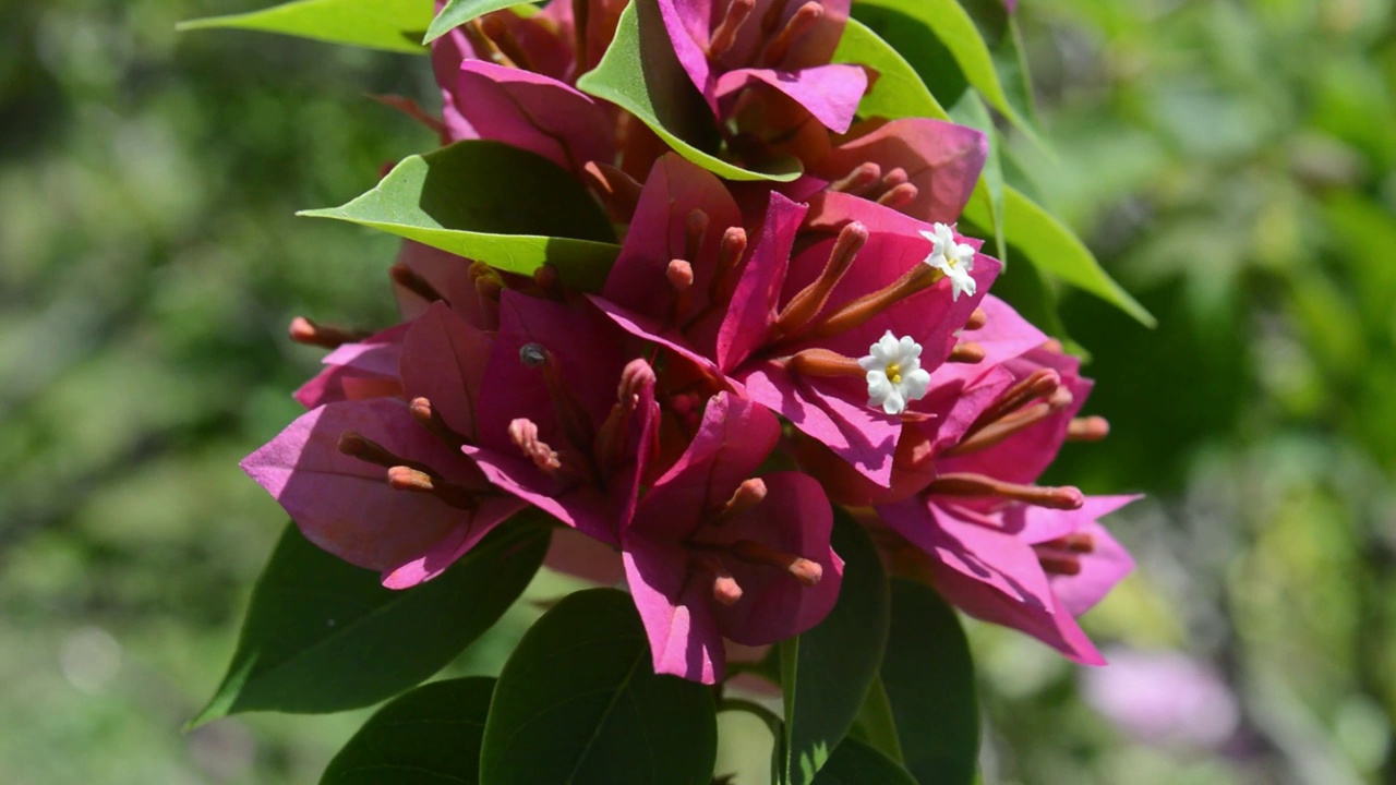 Bougenville花视频素材