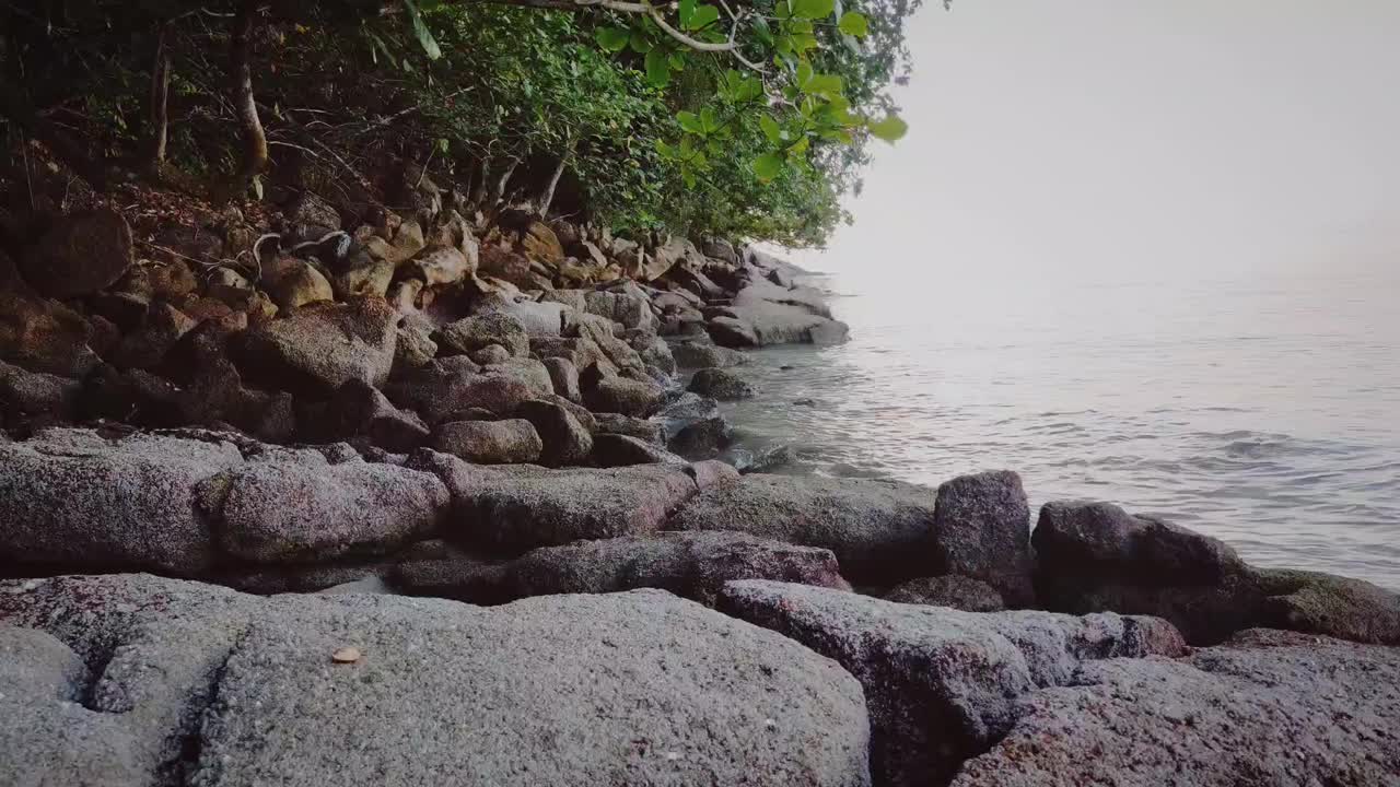 红树林和海浪视频下载