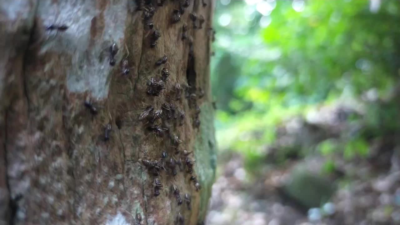 树上有黑蚂蚁视频下载