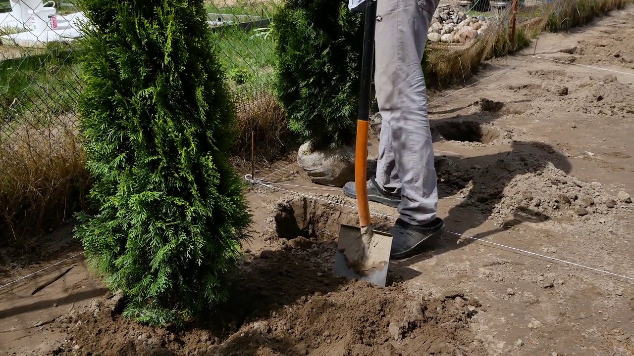 种植树木。视频素材