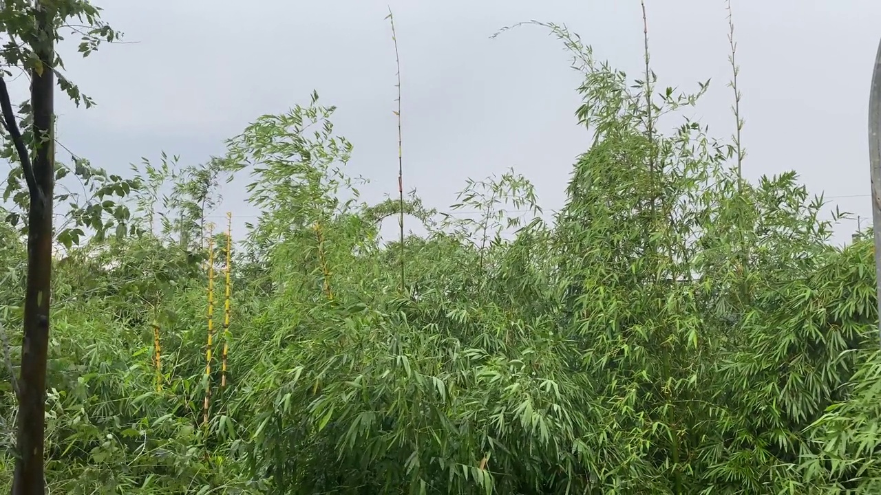 大雨和强风吹树。视频素材