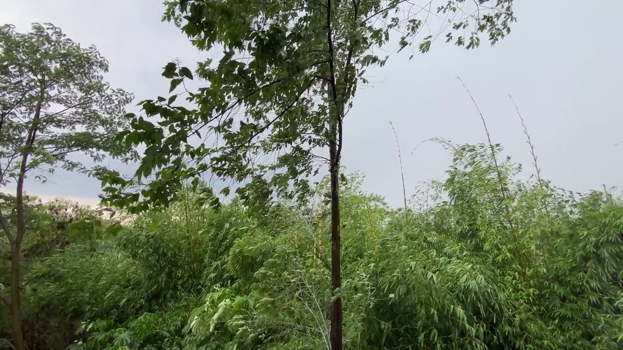 大雨和强风吹树。视频素材