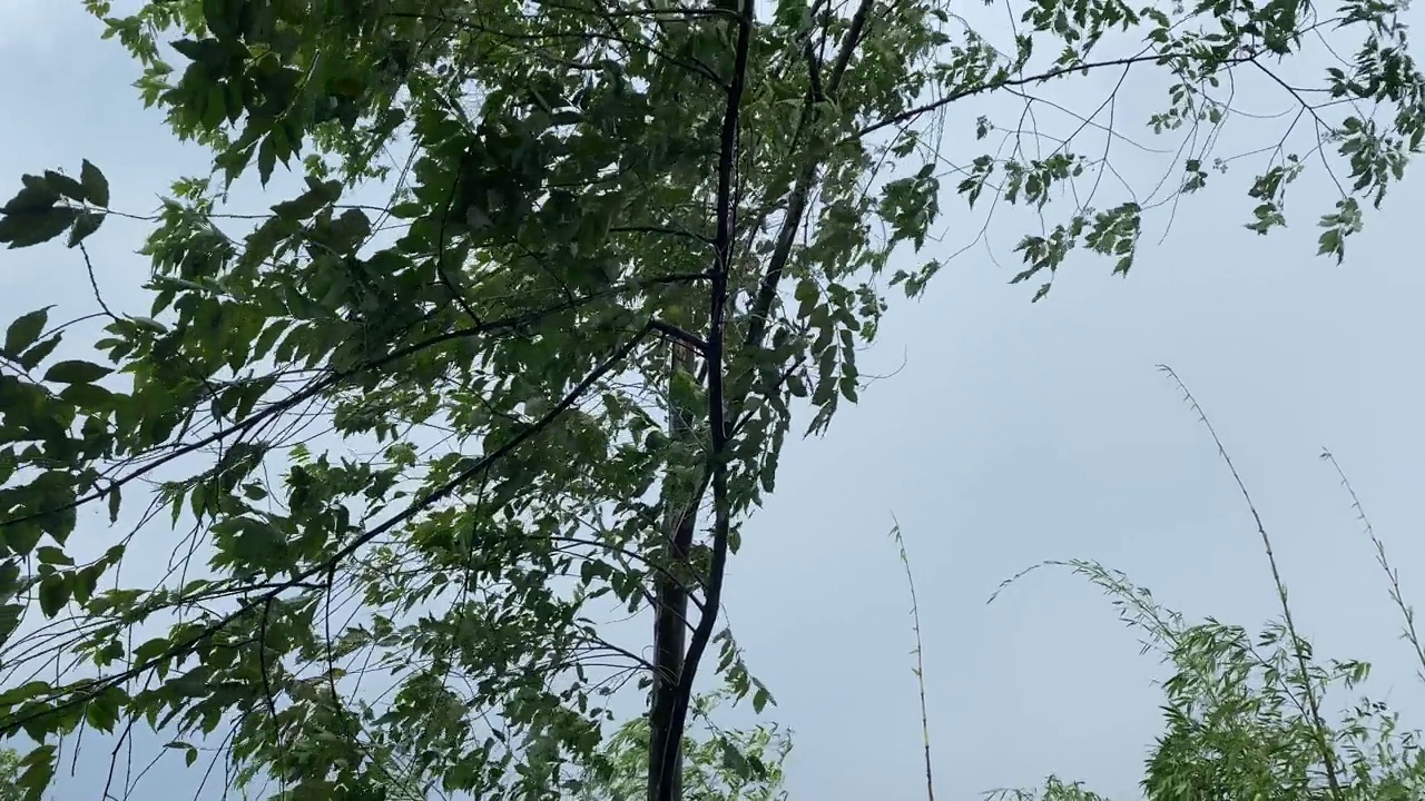 大雨和强风吹树。视频素材