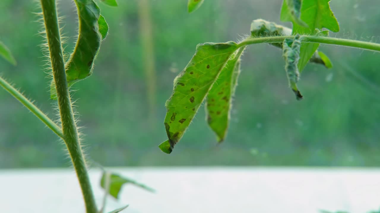 叶斑病症状。黑色斑点和黄色周围区域。番茄的Septoria。番茄Septoria lycopersici真菌感染的番茄。白粉病。棕色的斑点。真菌，细菌，病毒植物病害。视频素材