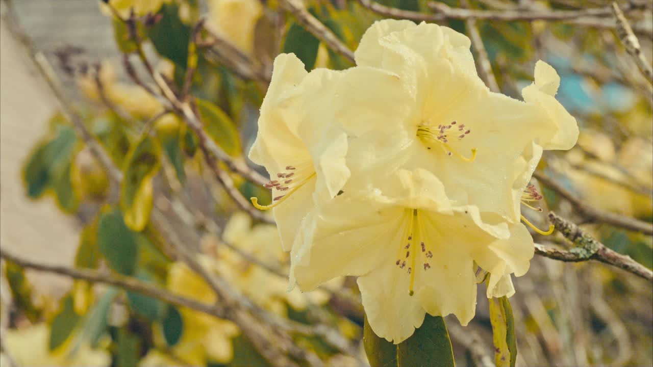 黄色杜鹃花叫做冠视频素材