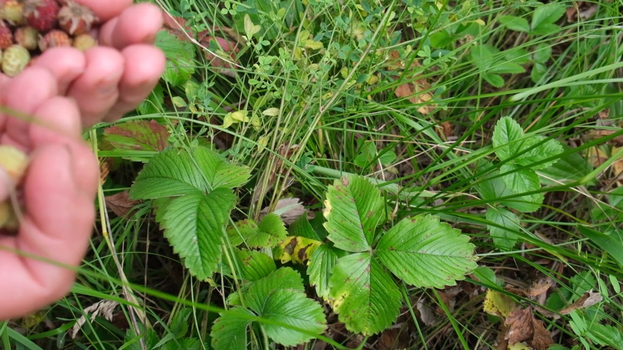 采摘者的手指摘着生长在森林里的野草莓的果实视频素材