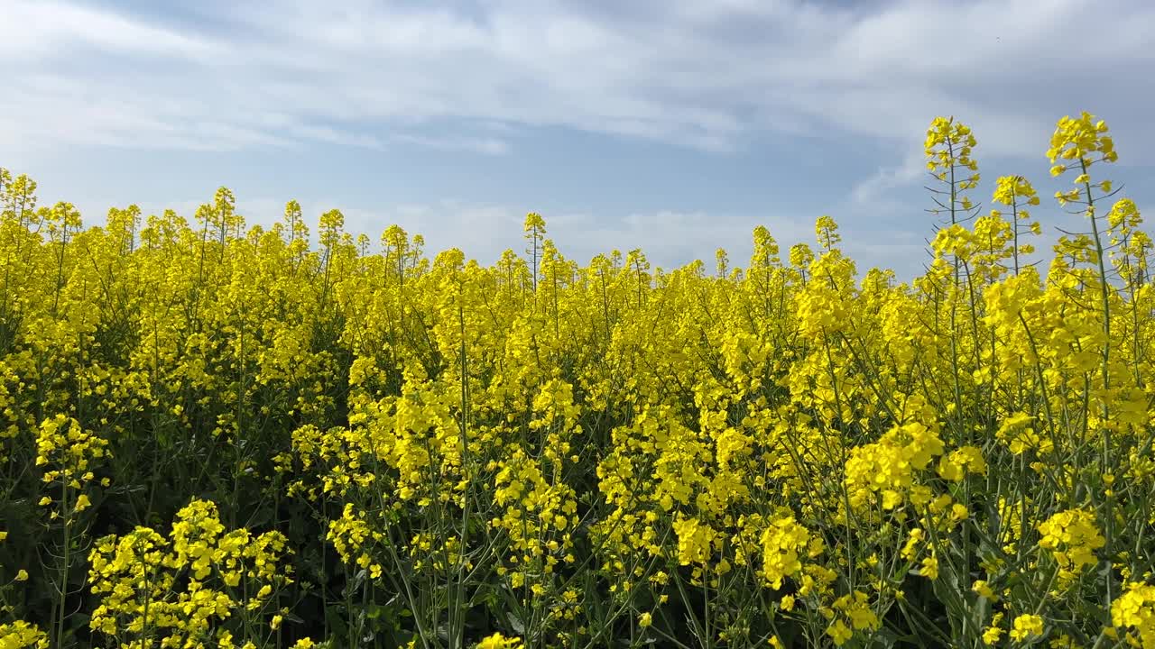 黄花油菜籽田，又称油菜，或油菜籽。视频素材