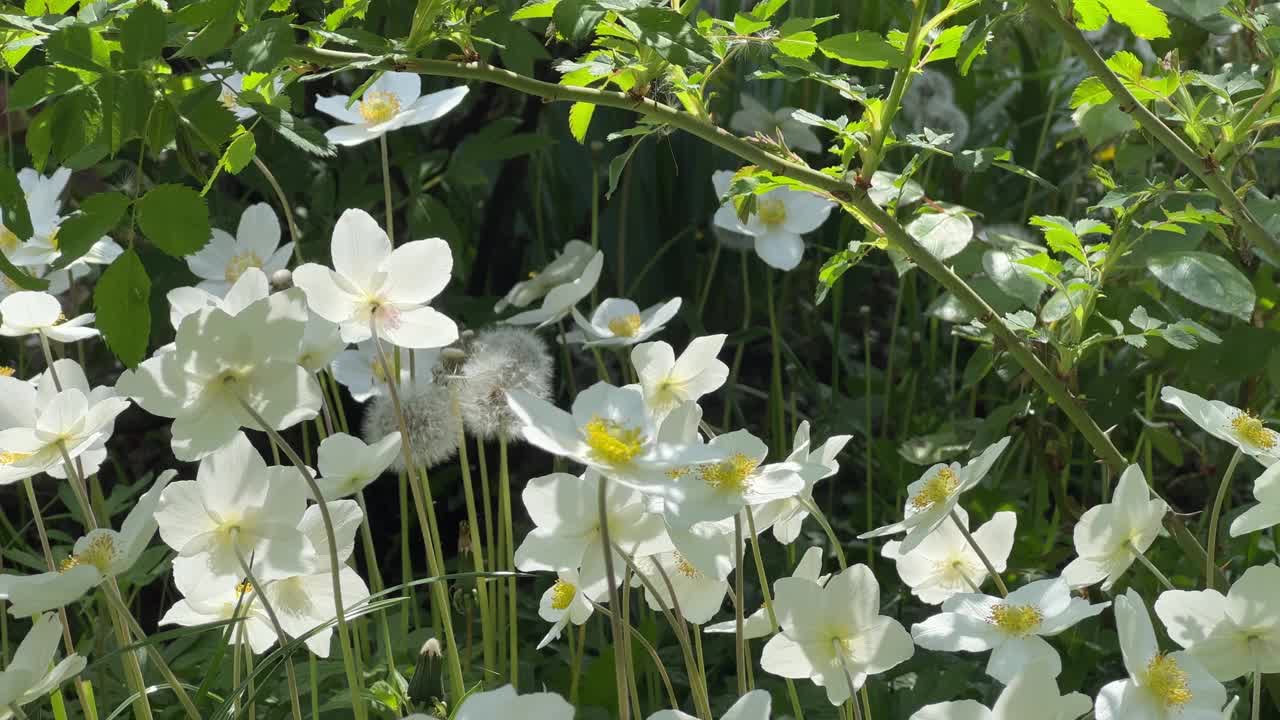 白色的春花开在绿草草坪上，银莲花、雪花莲、风花。视频素材