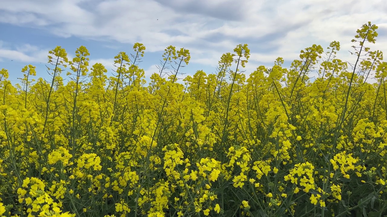 黄花油菜田。视频素材