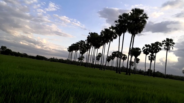 傍晚的夕阳环绕谭顿田野。视频素材