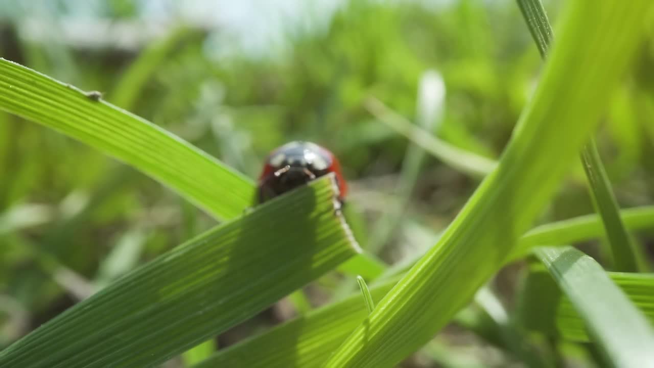 瓢虫在绿叶上行走视频素材