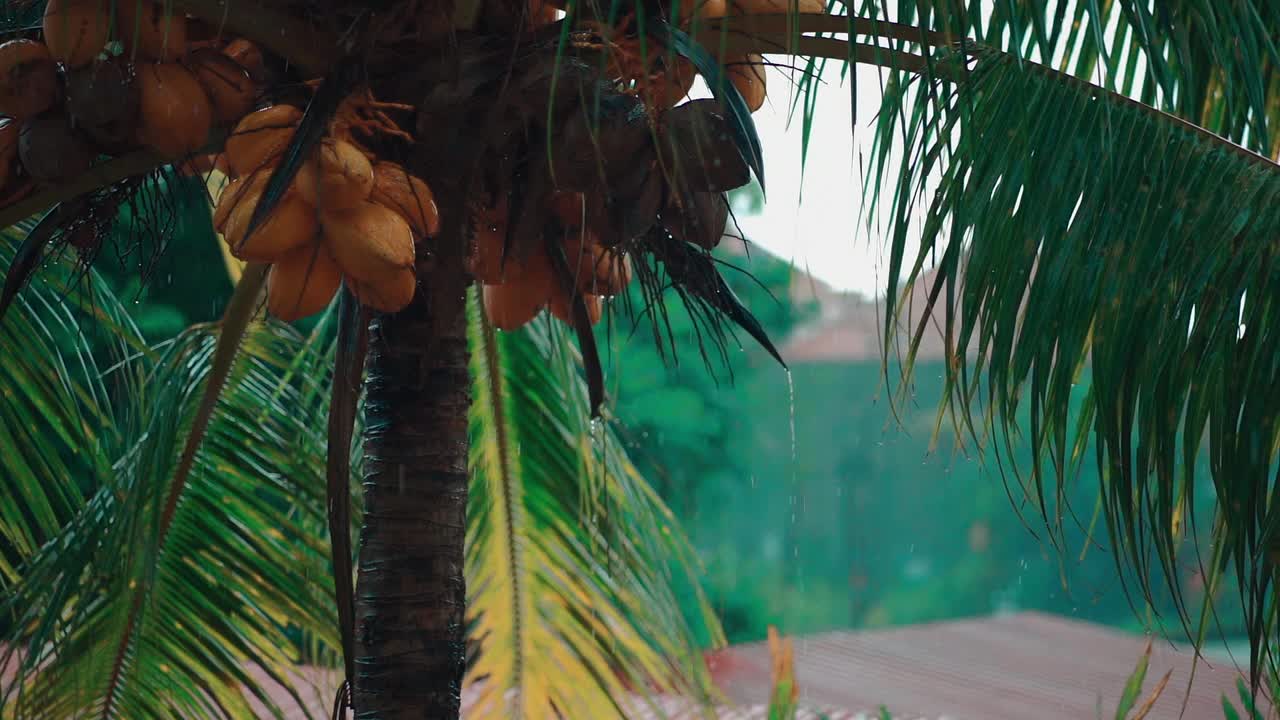 雨落在印度尼西亚热带雨林的椰子树或棕榈树上的慢动作视频素材