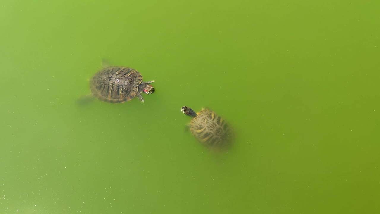 海龟的求偶舞视频素材