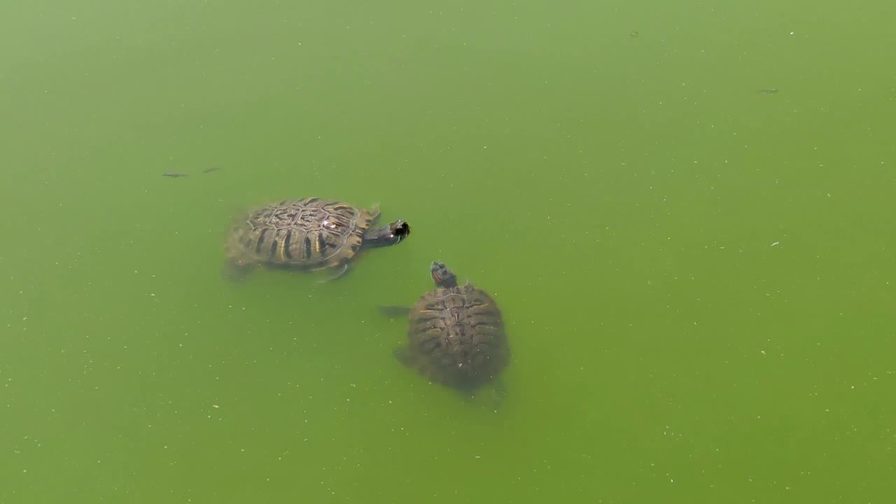 海龟的求偶舞视频素材