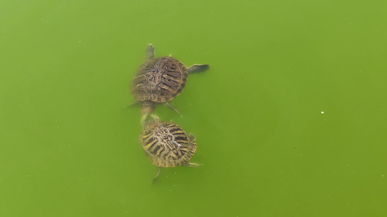 海龟的求偶舞视频素材