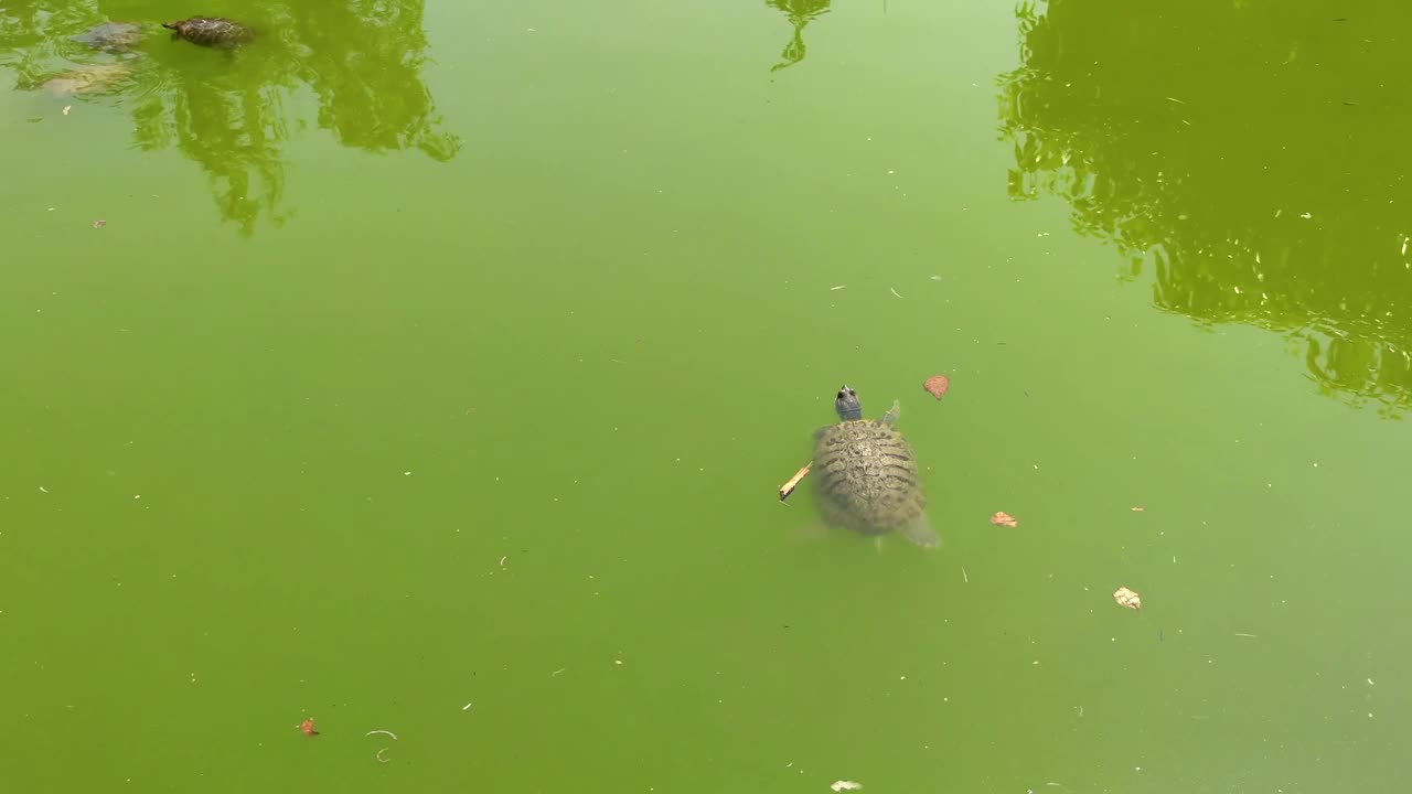 红耳滑鼠在绿色的水里游泳视频素材