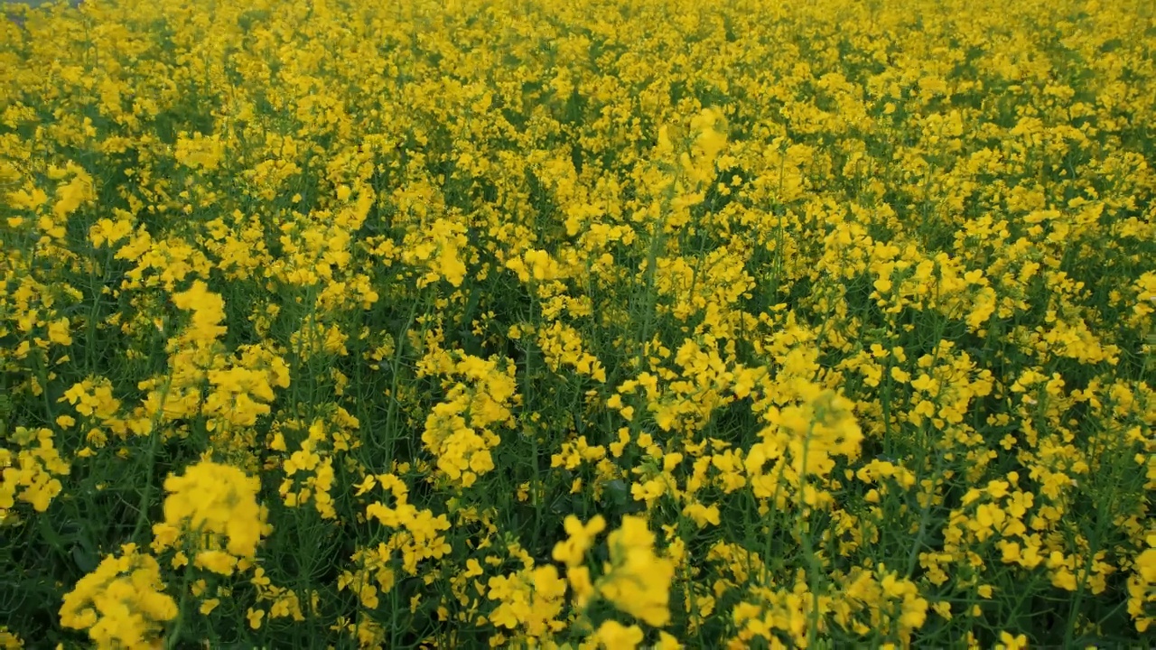 农业与环境理念。油菜花随风摇曳。4k慢动作水平镜头。克拉斯诺达尔地区的性质。丰收黄花油菜籽田特写。视频素材