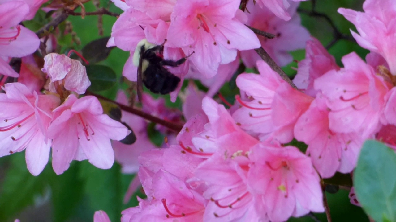 大黄蜂收割花粉和花蜜视频素材