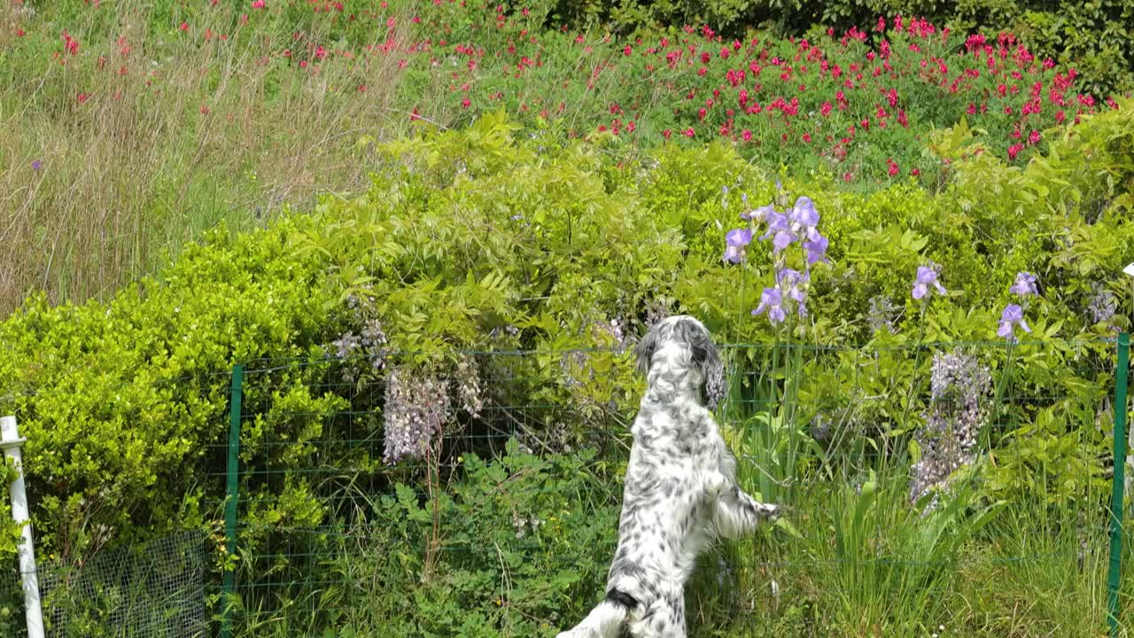 英国塞特犬在花园里玩耍视频素材