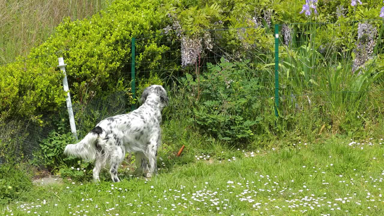 英国塞特犬在花园里玩耍视频素材