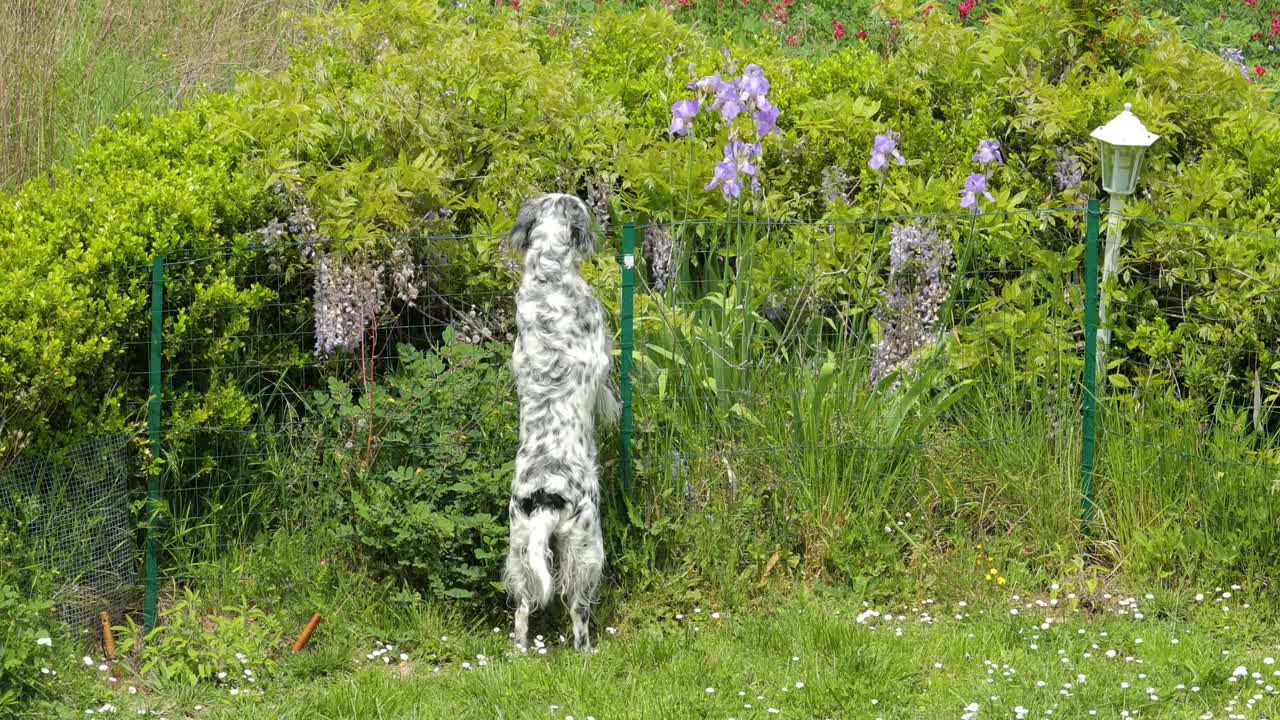 英国塞特犬在花园里玩耍视频素材