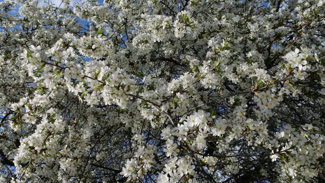 春天开花的树。白色的樱花。美丽的花在树枝上。视频素材