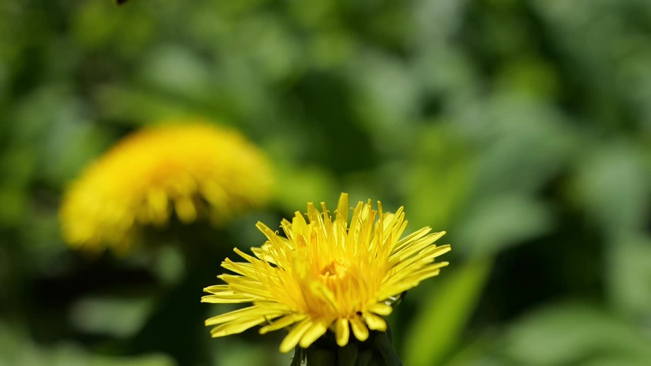 美丽的蒲公英草开花。蜜蜂从黄花中采集花粉、花蜜和蜂蜜。视频素材