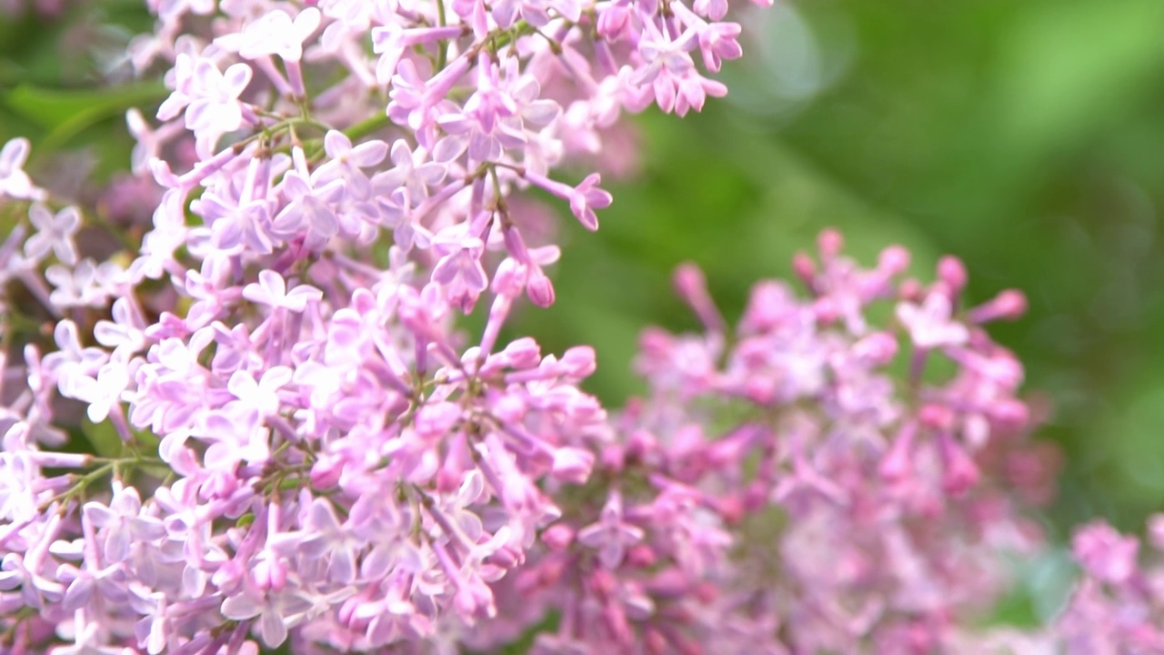 丁香花枝。花的背景，自然的春天。盛开的丁香花。春天的颜色。花瓣。植物区系。审美情绪。视频素材